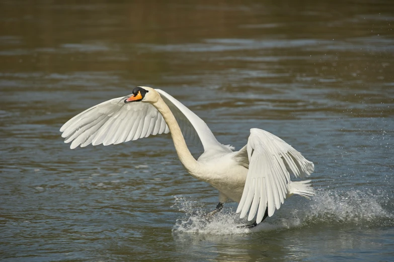 the swan is standing up on its wings in the water