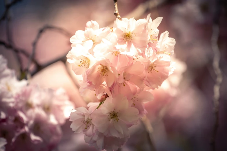 a nch of pink flowers with an abstract background