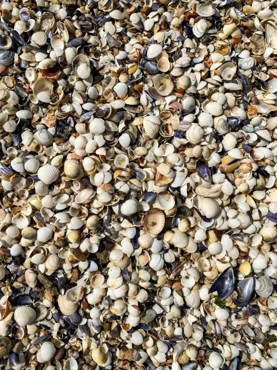 lots of clam shells and other items on the beach