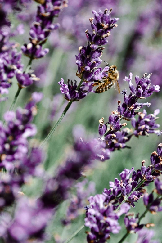 a bee is flying over a flower by itself