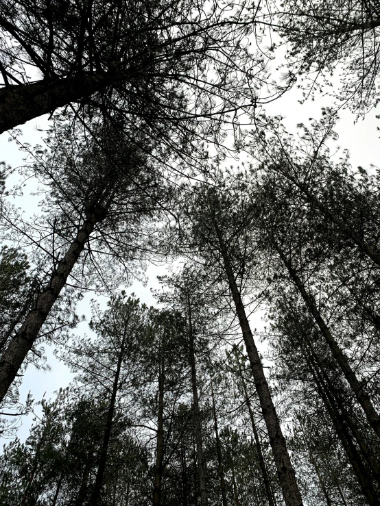 an image of trees and the sky as seen from below