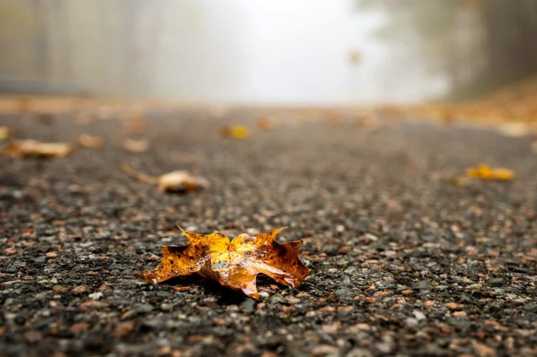 leaves laying on the asphalt in the middle of the road