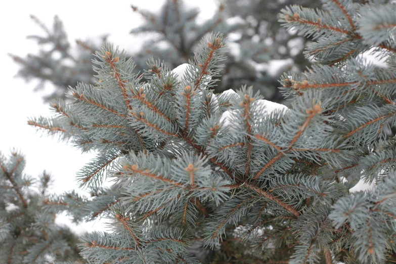 nches of pine trees are pictured during the day