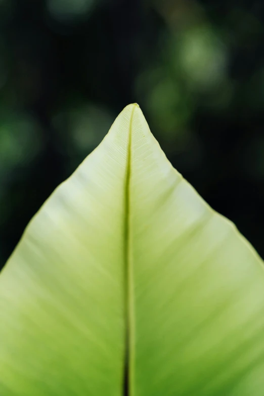 a very thin leaf that is growing close to the ground