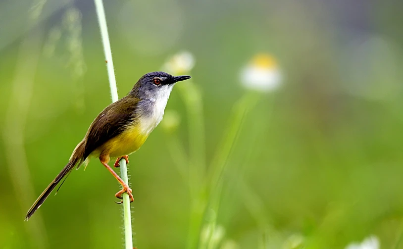 a bird that is sitting on top of a long thin leaf