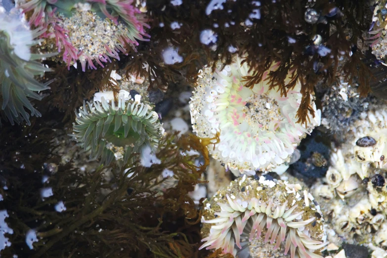 a close up po of sea urchins under microscope glass