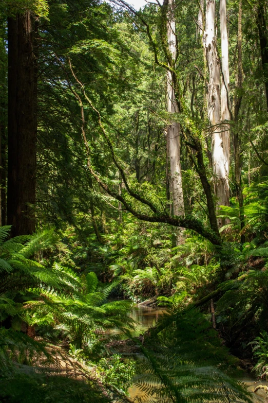 a small creek flowing through the middle of a forest