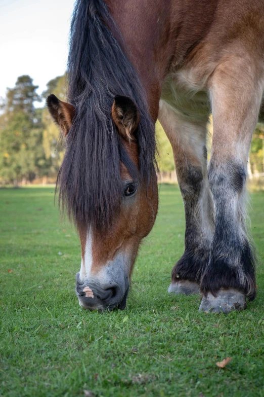 a brown horse that is eating some grass