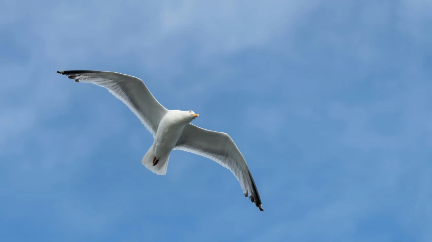 a white bird with black wings flying in the sky