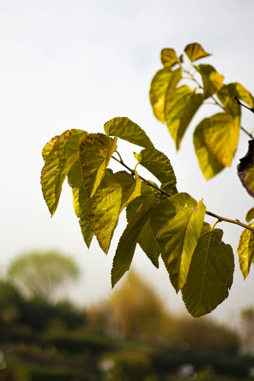 yellow leaves on the nch of a tree