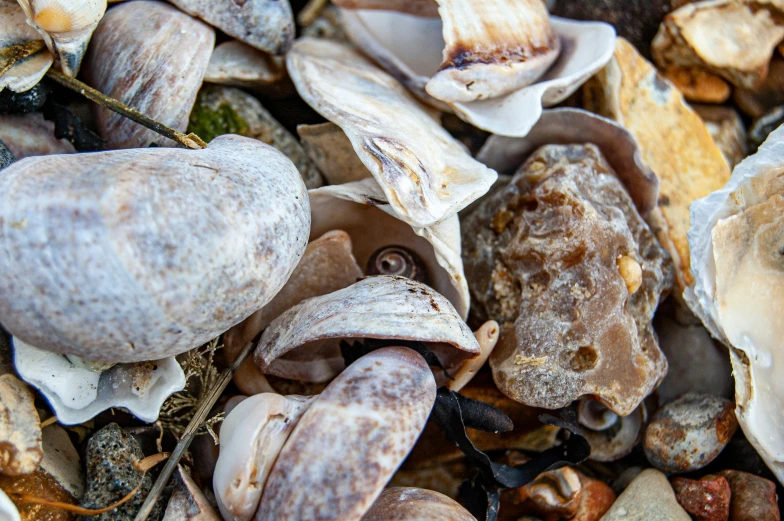 closeup of various seashells gathered together on the rocks