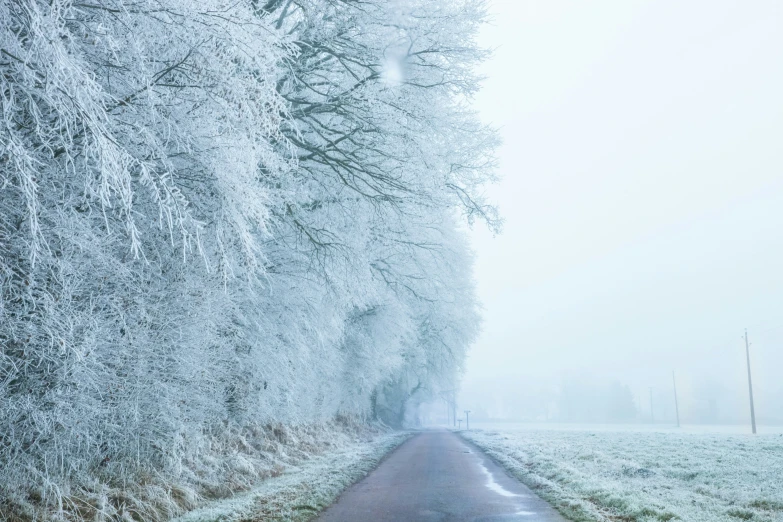 trees in frost covered grass and one road