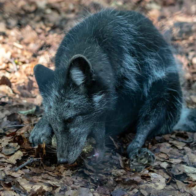 a black bear sniffing down on leaves in the grass