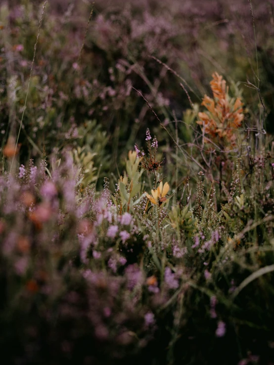 there are some very pretty flowers in the field