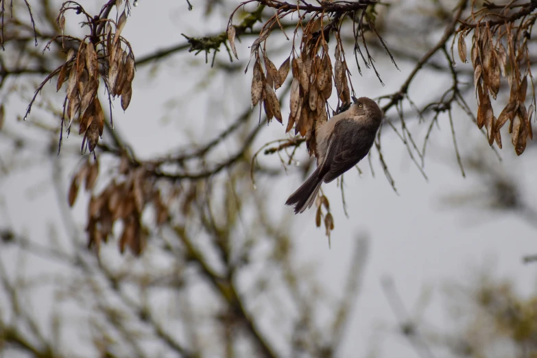 small bird sitting on nch in midst of winter foliage