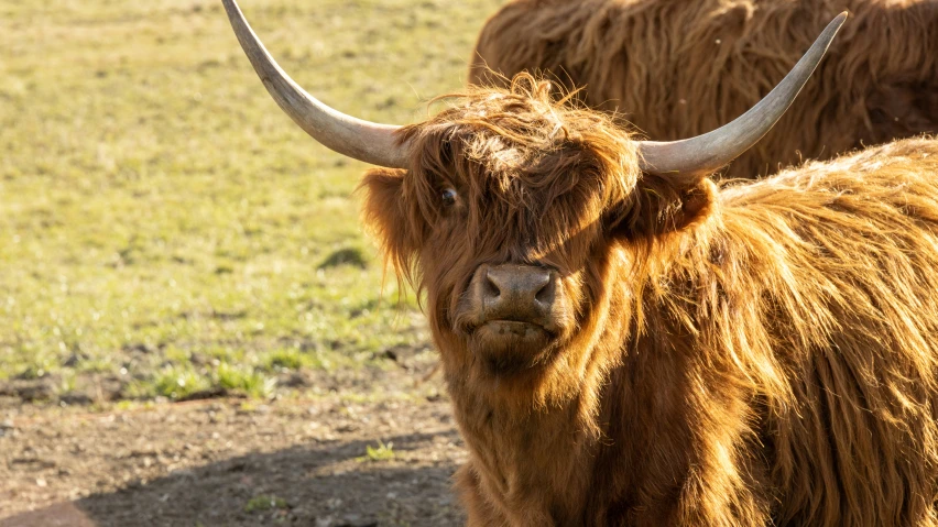 the head of an ox with large horns in a grassy area