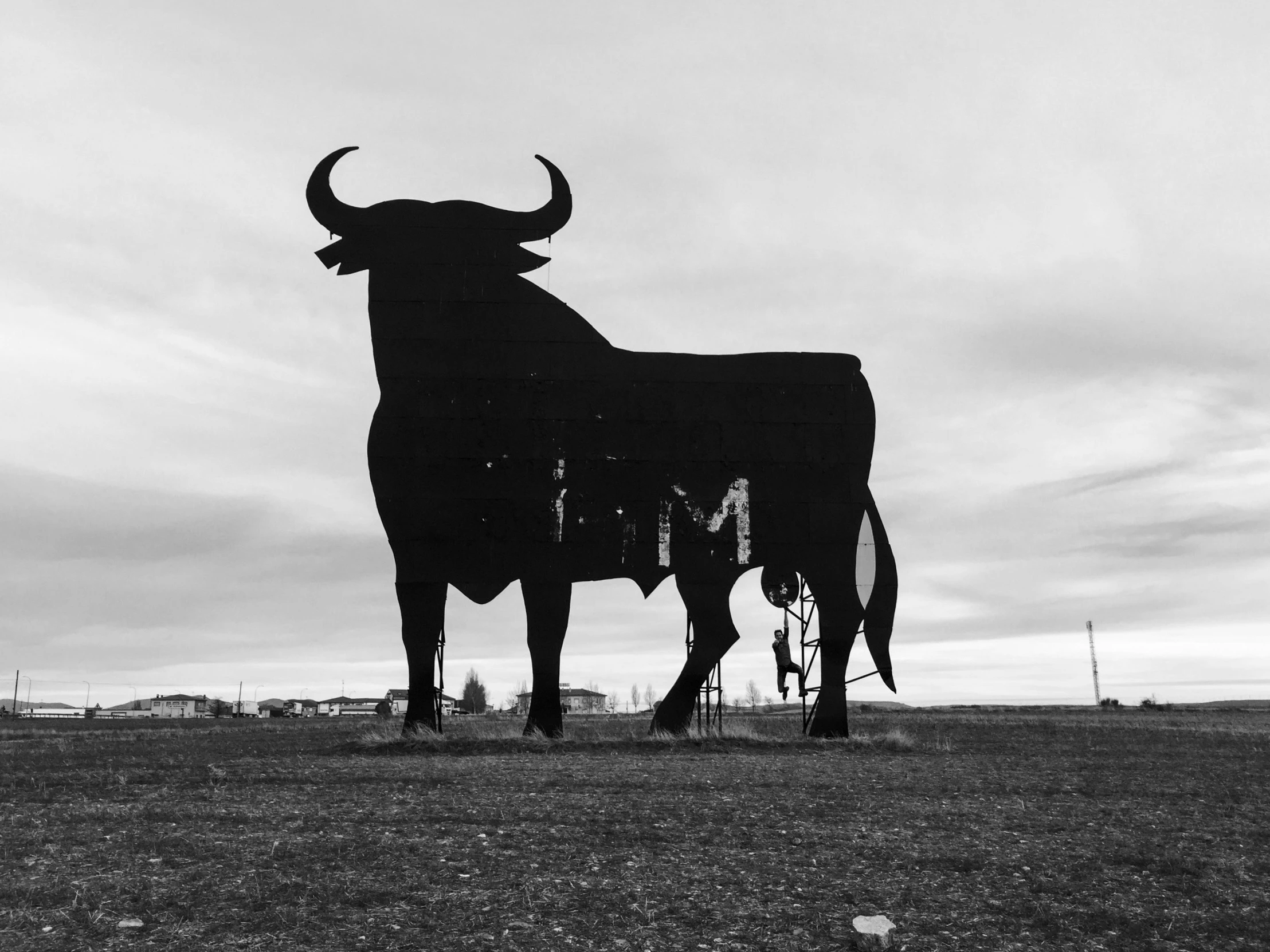 an ox is in the middle of the field