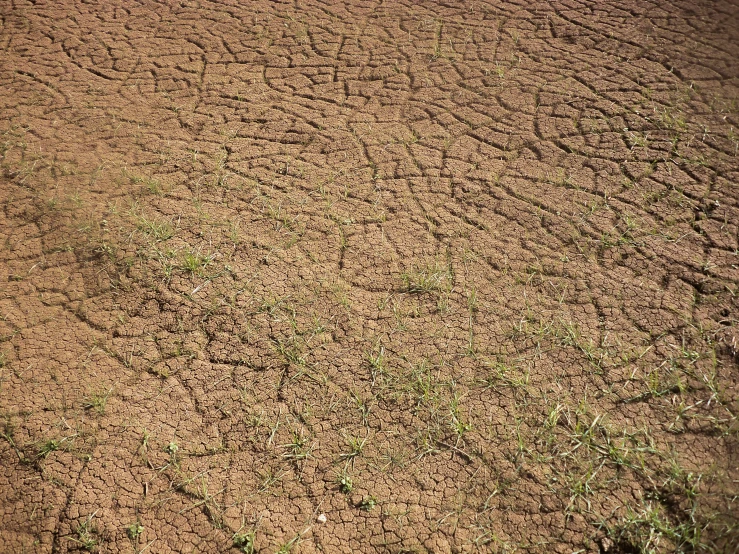 an elephant standing on a dirt field in front of a green patch