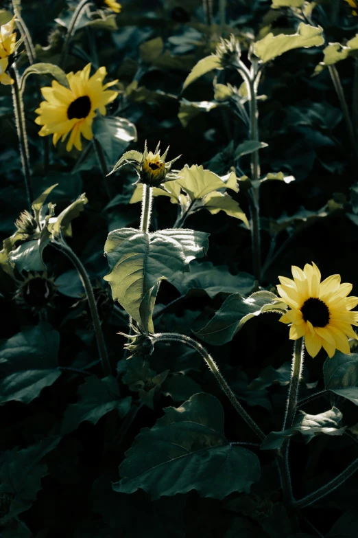 sunflowers are blooming in a green field