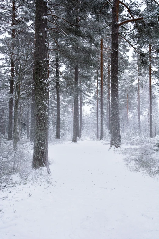 a trail through the forest in winter