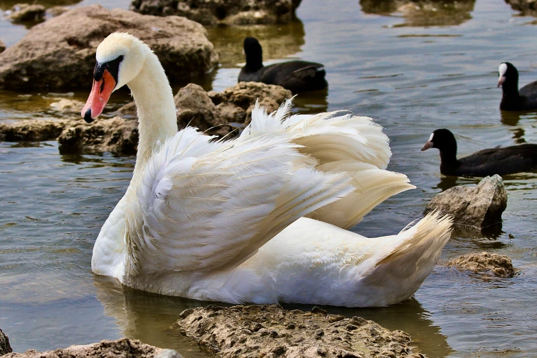 swans and ducks swimming on some rocks in the water