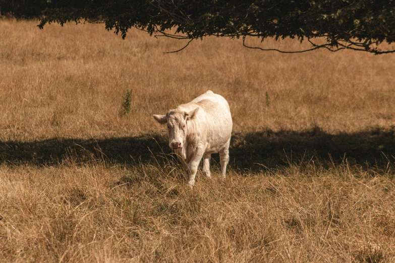 a lone cow in an open field by itself
