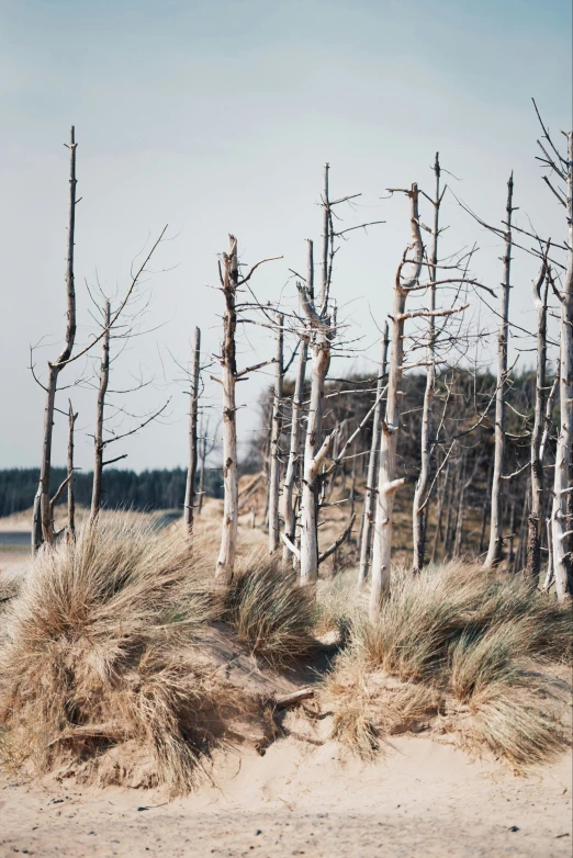 some bare trees near the beach and some grass