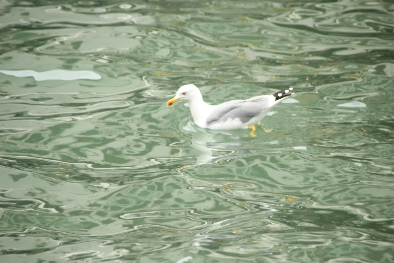an image of a bird swimming in the water