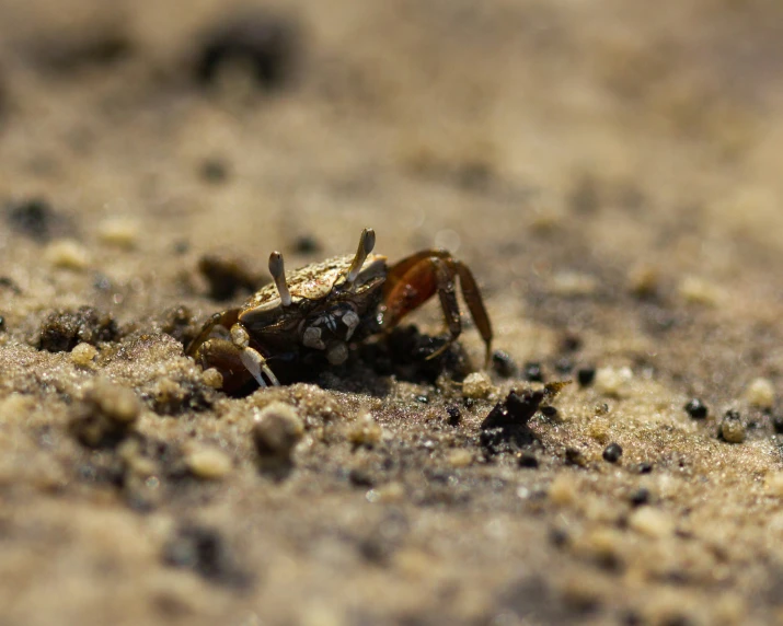 a small bug sitting on top of a sandy ground