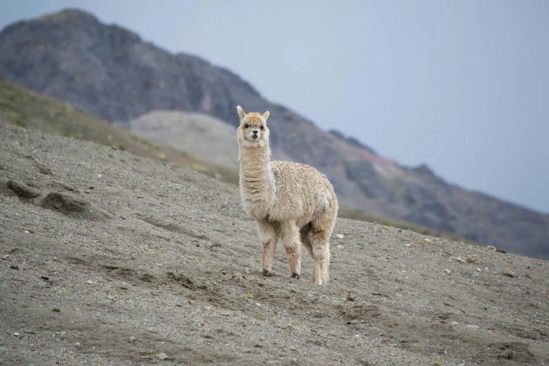 an alpaca standing in the desert with mountains in the background