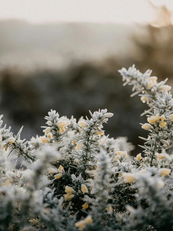 the small flowers have yellow blossoms in them