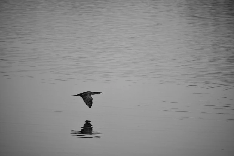 a lone bird flying over the water with a few ducks on it