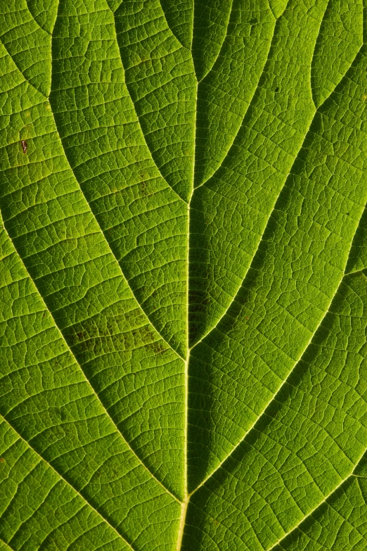 a close up view of a leaf's texture