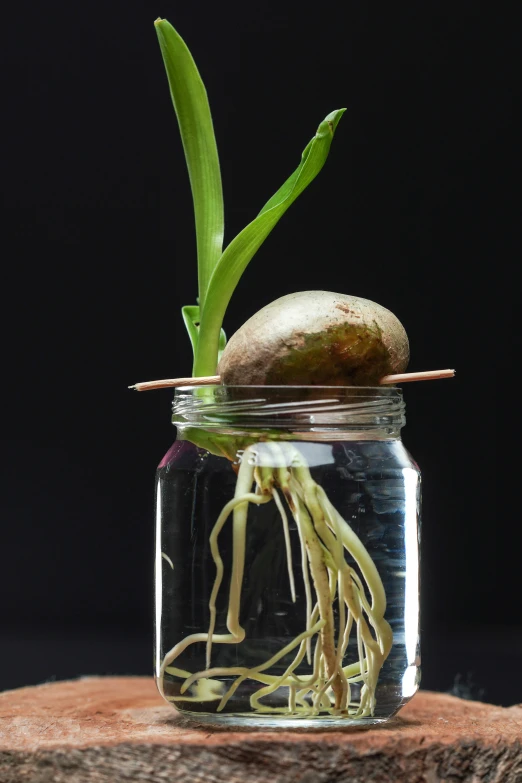 a plant with long roots in a glass jar