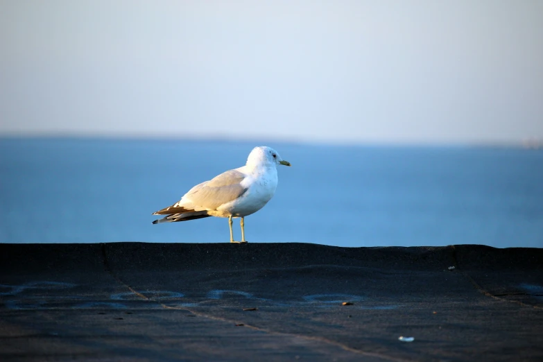 a bird standing alone on the beach in front of water