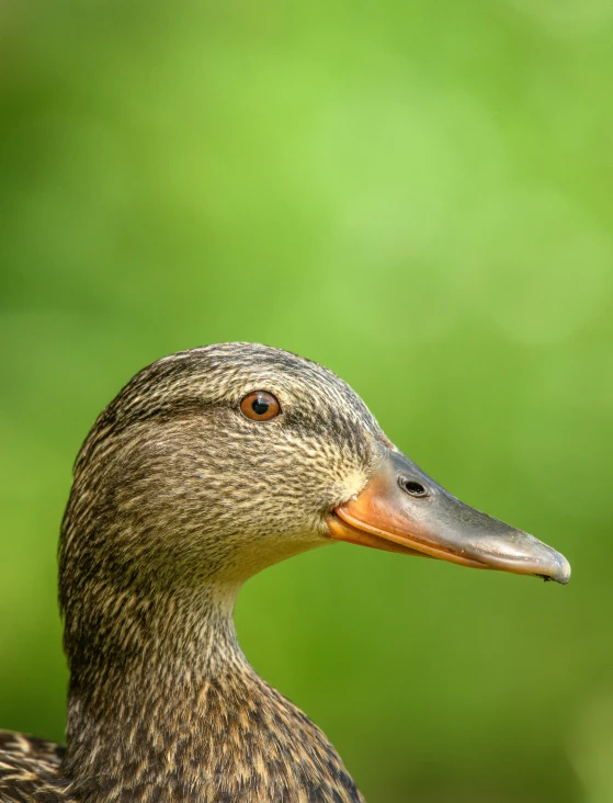 a close up of a duck in the grass