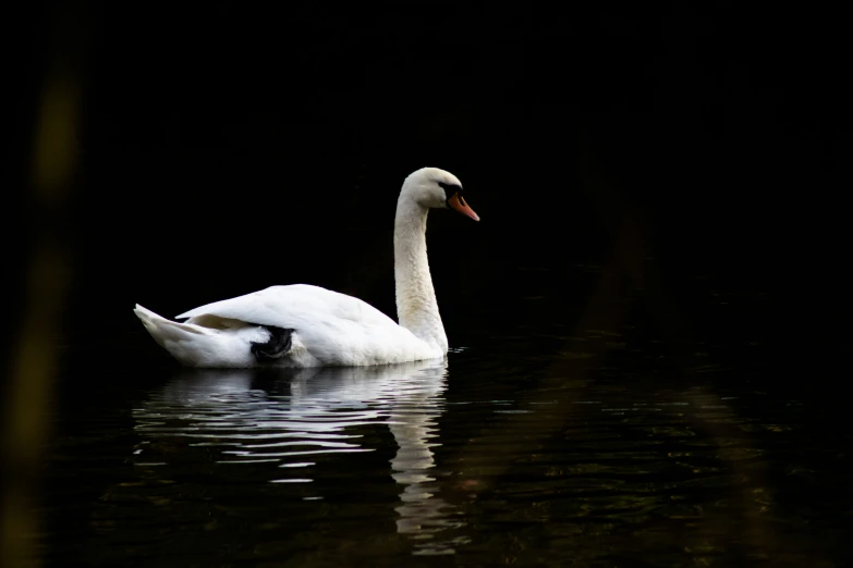 there is a white bird swimming in the water