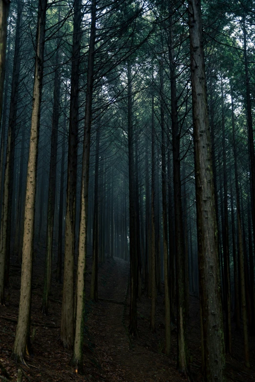 the trees are dark in this forest with no leaves