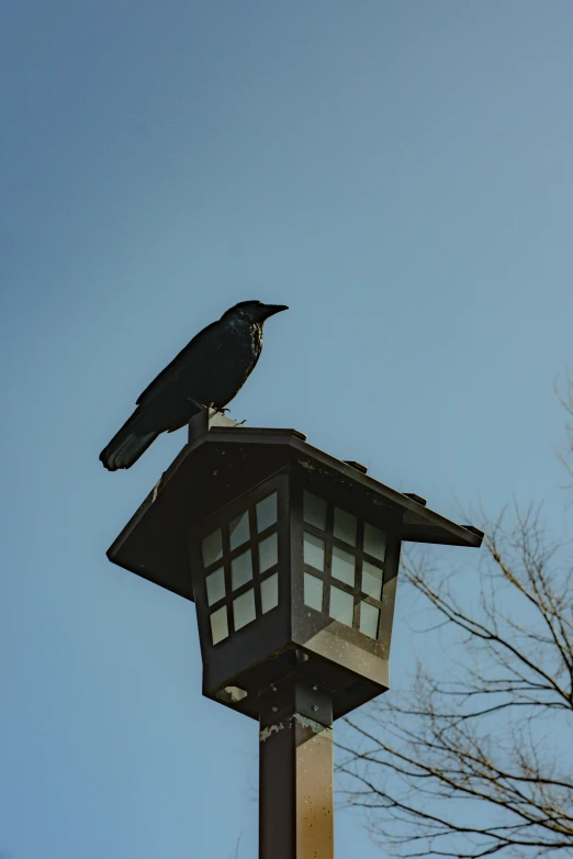 two birds perched on top of a pole with a lamp