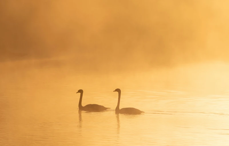 two geese in the water during a sunset