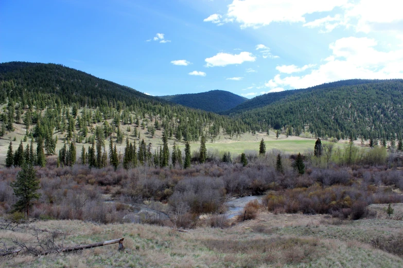 a field that has grass, plants and trees on it