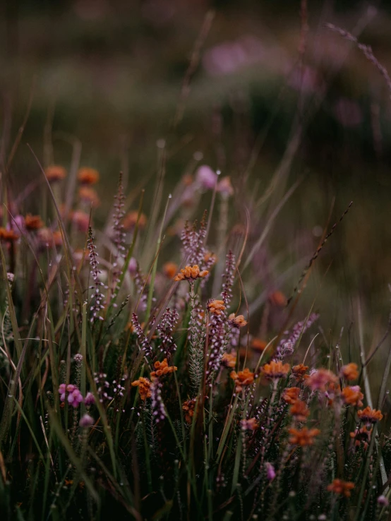 several wild flowers that are growing on the grass