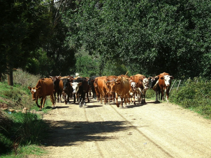 a group of cows are crossing a dirt road