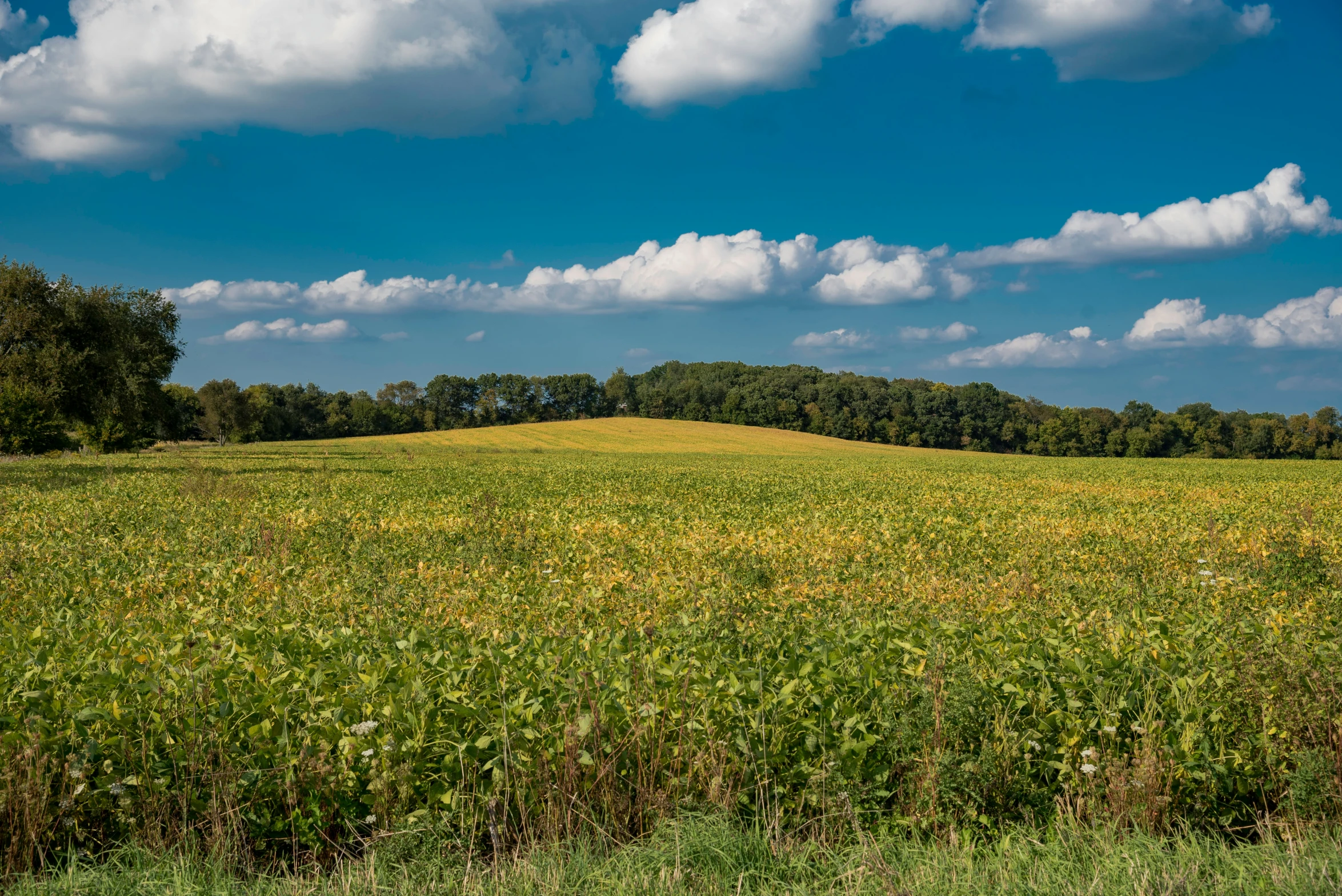 green field with trees and clouds in the distance