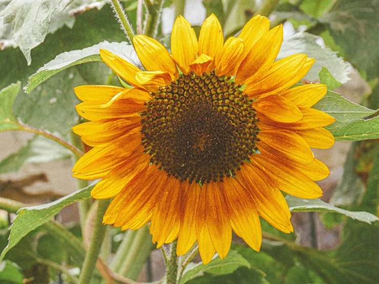 a single sunflower standing tall on a plant in the sun