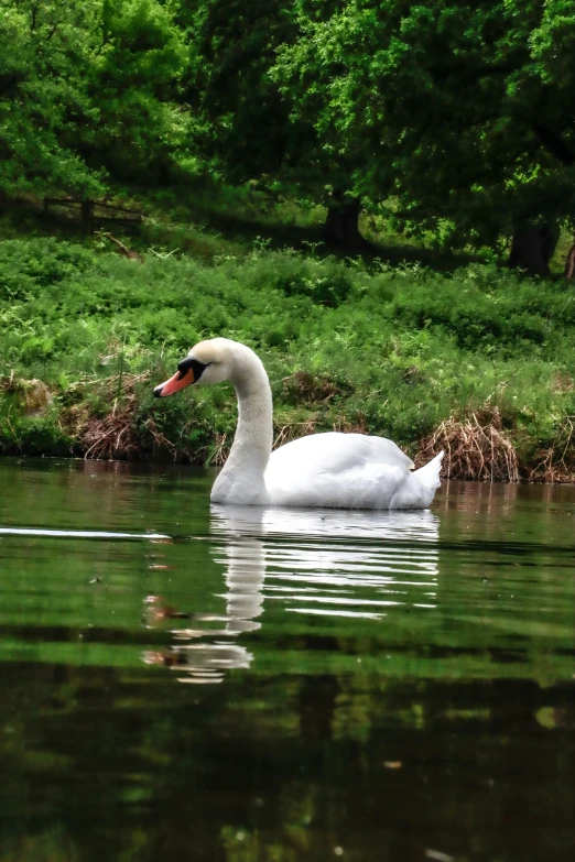 a white duck floating on top of a pond