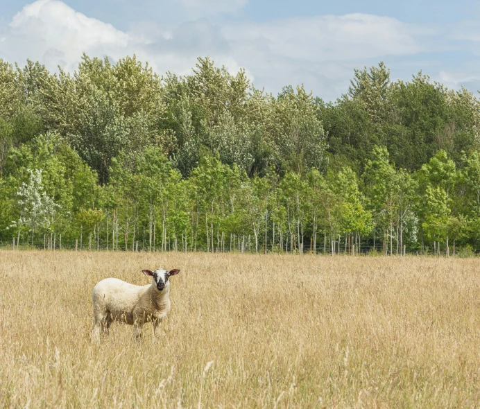 a single sheep standing in a field surrounded by tall grasses