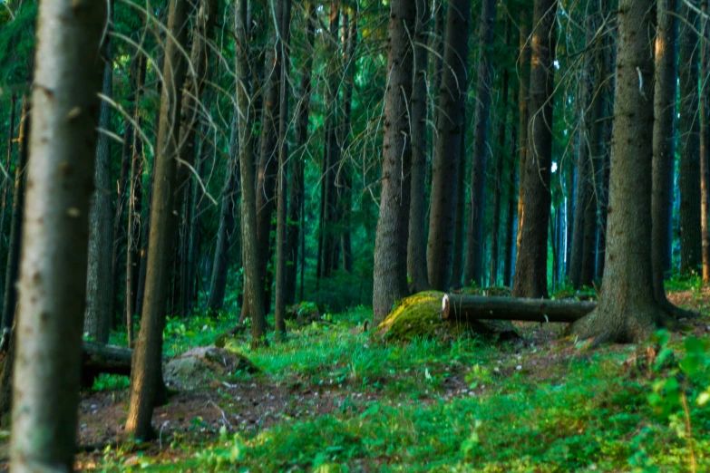 a dirt path in the woods lined with tall trees