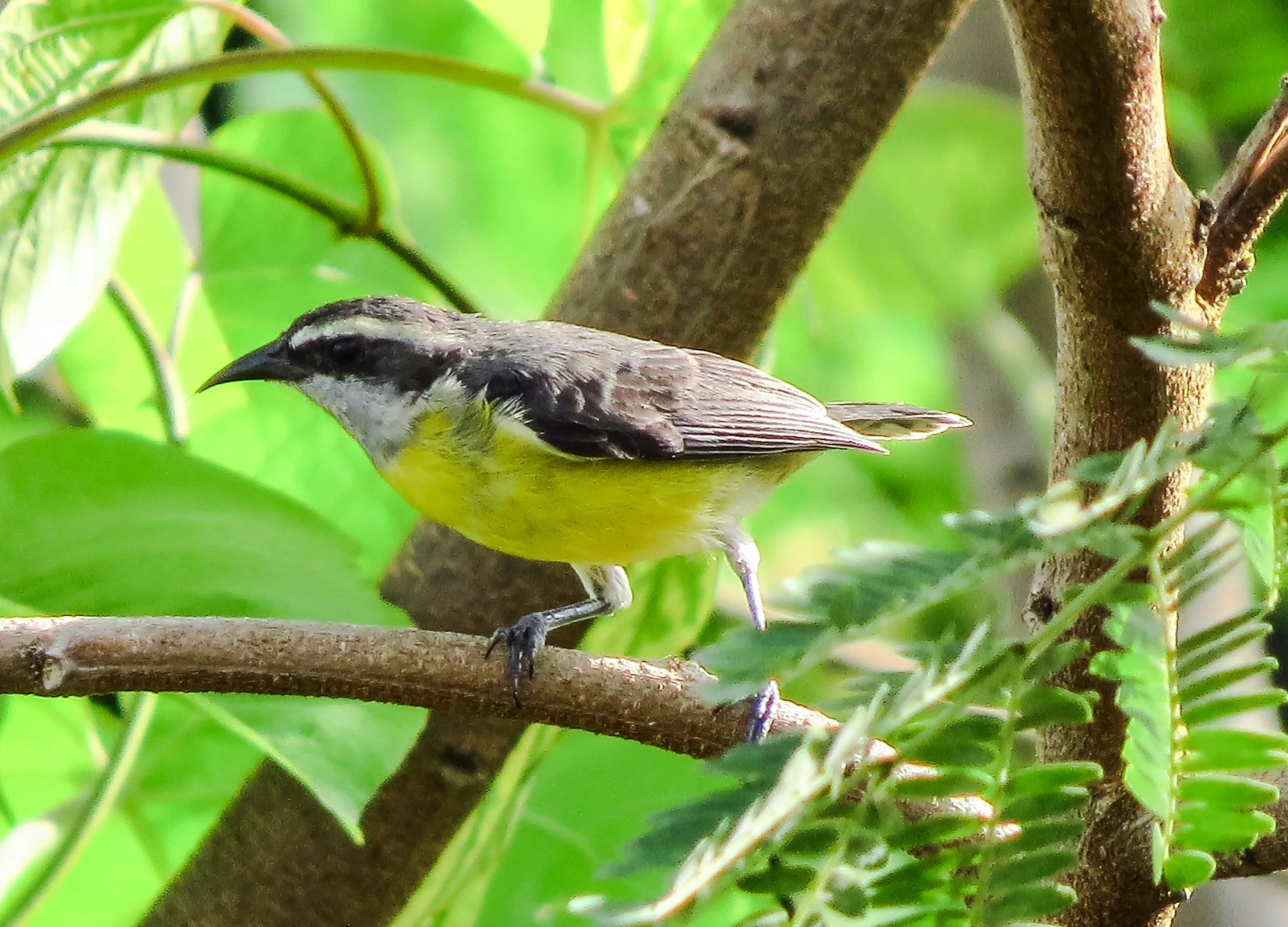 a bird sitting on a nch outside