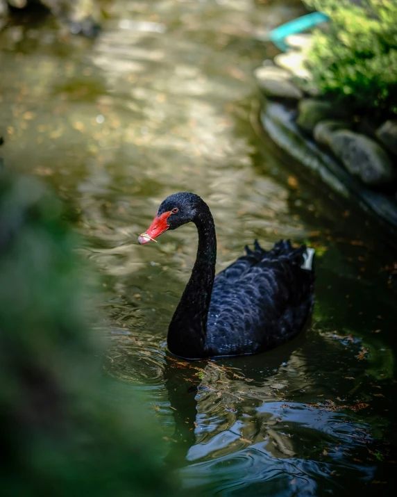 a black swan floating in a body of water